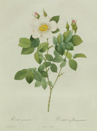 Rosa Geminata by Pierre Joseph Redouté